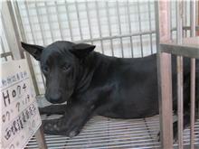 雲林縣已領養狗 混種犬