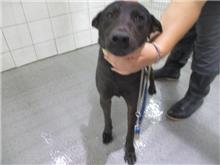 桃園市已領養狗 混種犬