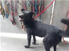 新北市已領養狗 混種犬