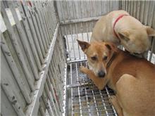 桃園市已領養狗 混種犬