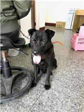 新竹縣已領養狗 混種犬