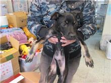 桃園市已領養狗 混種犬