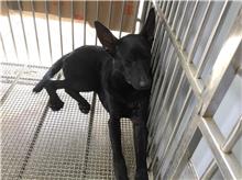 新北市已領養狗 混種犬