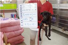 雲林縣已領養狗 混種犬