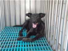 南投縣已領養狗 混種犬