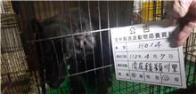 雲林縣已領養狗 混種犬