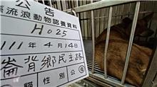 雲林縣已領養狗 混種犬