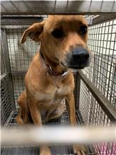 台南市已領養狗 混種犬