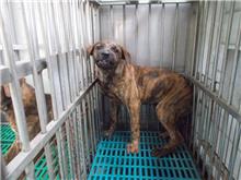 南投縣已領養狗 混種犬