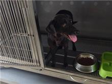 金門縣已領養狗 混種犬