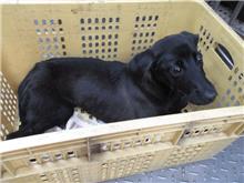 南投縣已領養狗 混種犬