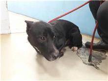 台北市已領養狗 混種犬