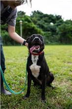 台北市已領養狗 混種犬