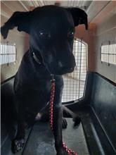 新北市已領養狗 混種犬
