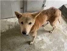 金門縣已領養狗 混種犬