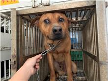 桃園市已領養狗 混種犬