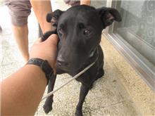 桃園市已領養狗 混種犬