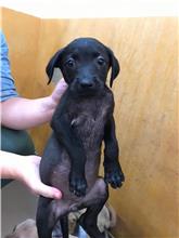 新竹縣已領養狗 混種犬