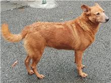 台北市已領養狗 混種犬