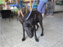 桃園市已領養狗 混種犬