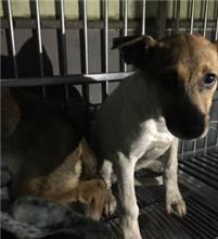 新北市已領養狗 混種犬