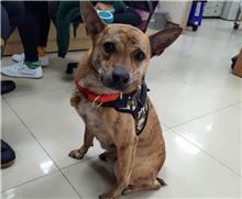 台北市已領養狗 混種犬