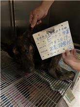 雲林縣已領養狗 混種犬