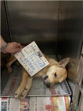 雲林縣已領養狗 混種犬