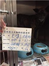 雲林縣已領養狗 混種犬