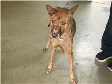 台北市已領養狗 混種犬