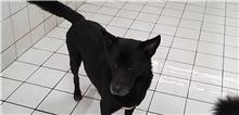 新北市已領養狗 混種犬