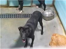 台北市已領養狗 混種犬
