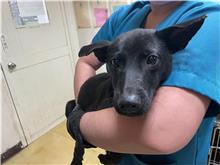台北市已領養狗 混種犬