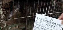 雲林縣已領養狗 混種犬