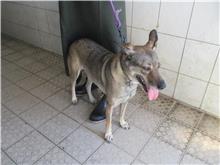 南投縣已領養狗 混種犬