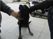 桃園市已領養狗 混種犬