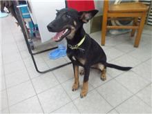 南投縣已領養狗 混種犬