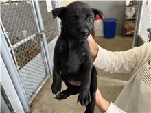 新竹市已領養狗 混種犬