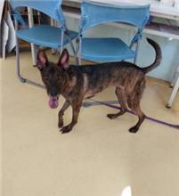 新北市已領養狗 混種犬