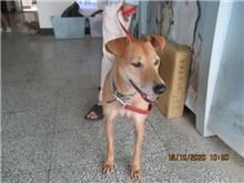 桃園市已領養狗 混種犬