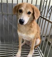 新北市已領養狗 混種犬