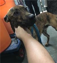 新北市已領養狗 混種犬