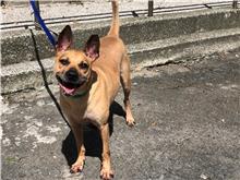 台北市已領養狗 混種犬