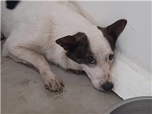 台北市已領養狗 混種犬