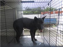 桃園市已領養狗 混種犬