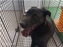金門縣已領養狗 混種犬