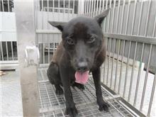 桃園市已領養狗 混種犬