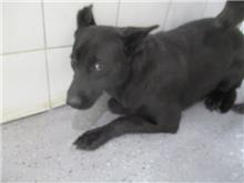 桃園市已領養狗 混種犬