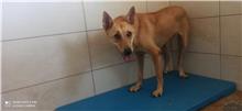 金門縣已領養狗 混種犬