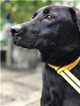 台北市已領養狗 混種犬